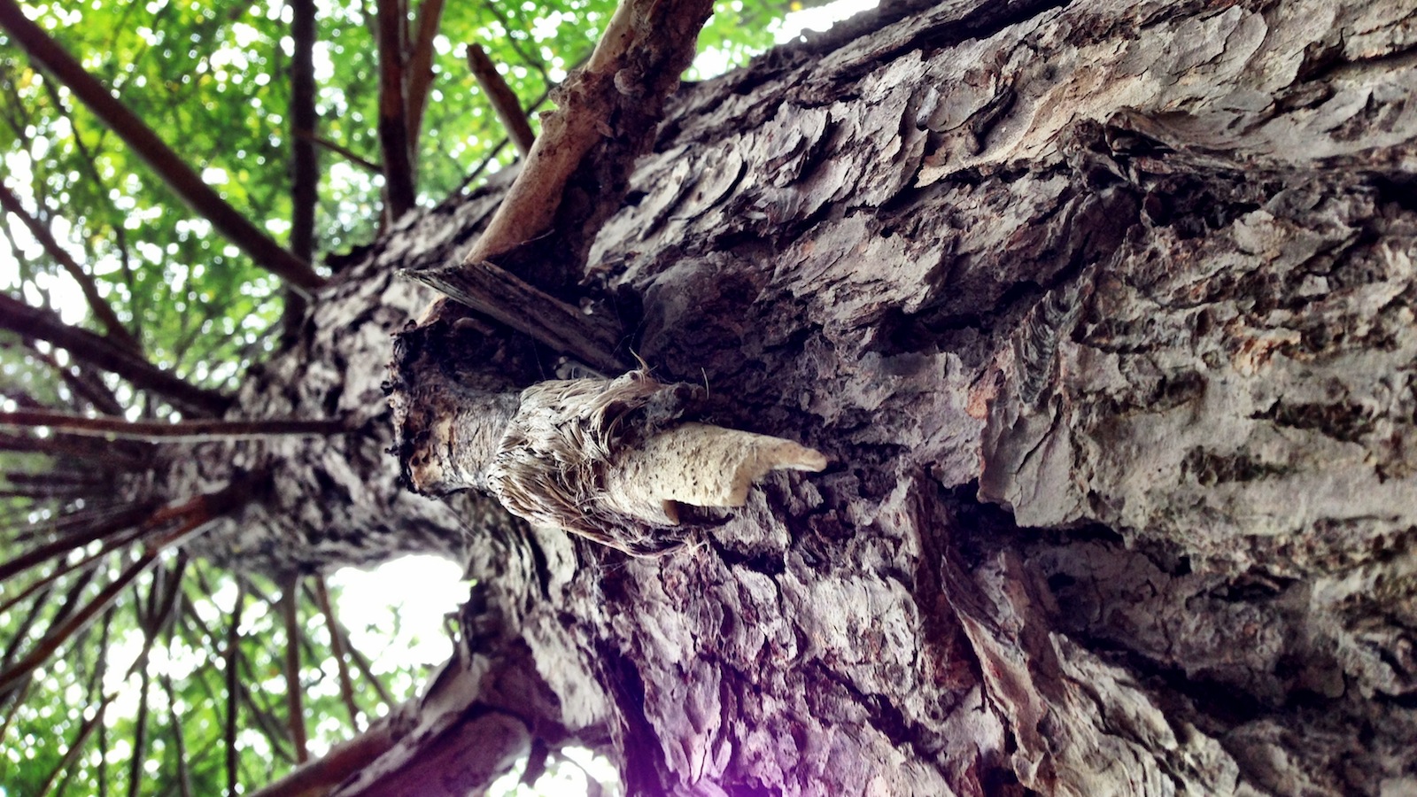 iphone5-camera-issues-3 iPhone 5 Camera Issues